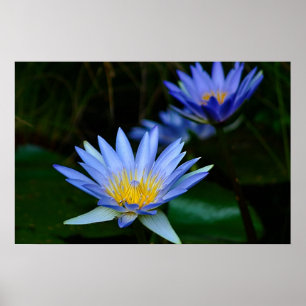 Lotusblommablomma och menande poster