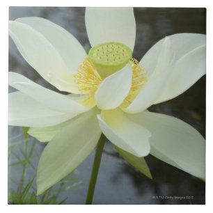 Lotusblommablomma på kanten av damm Florida Kakelplatta