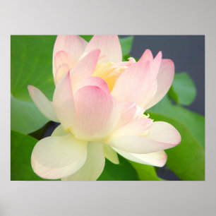 lotusblommablommaaffisch poster