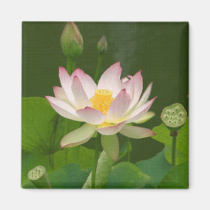 Lotusblommablommamagnet Magnet