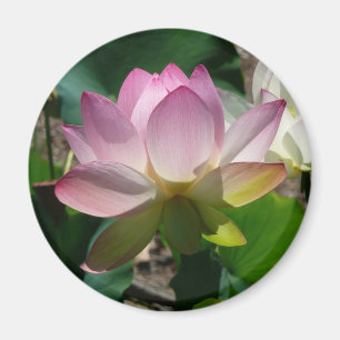 Lotusblommablommamagnet Magnet