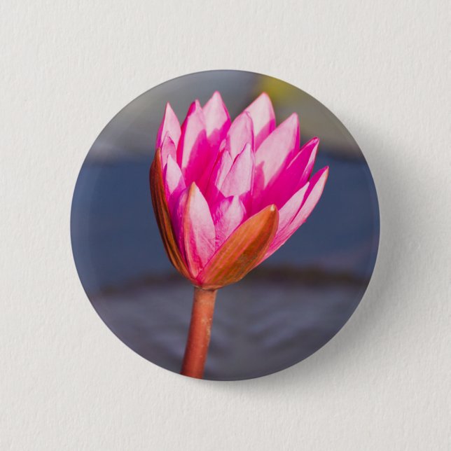 Lotusblommablommar Knapp (Framsida)