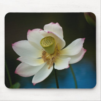 Lotusblommablommar Mousepad Musmatta