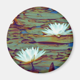 Lotusblommablommor Magnet