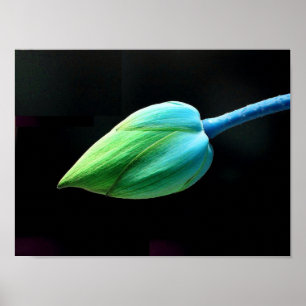 Lotusblommaknopp Poster