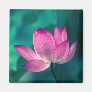 Lotusblommanäckrosblomma Magnet