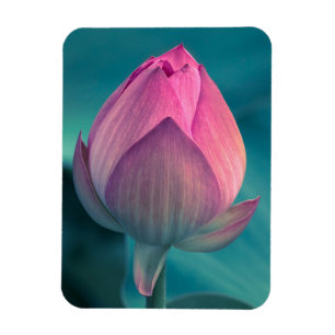 Lotusblommanäckrosblomma Magnet
