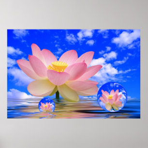 Lotusblommar blommar bördigt vatten poster
