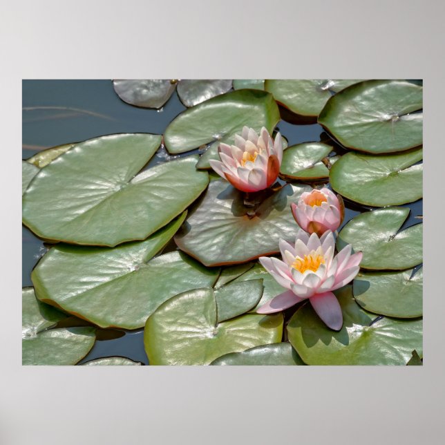 Lotusblommor Poster (Framsidan)