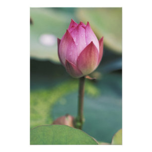 Lotusblomsbud, Hangzhou, Zhejiang-provinsen, Fototryck