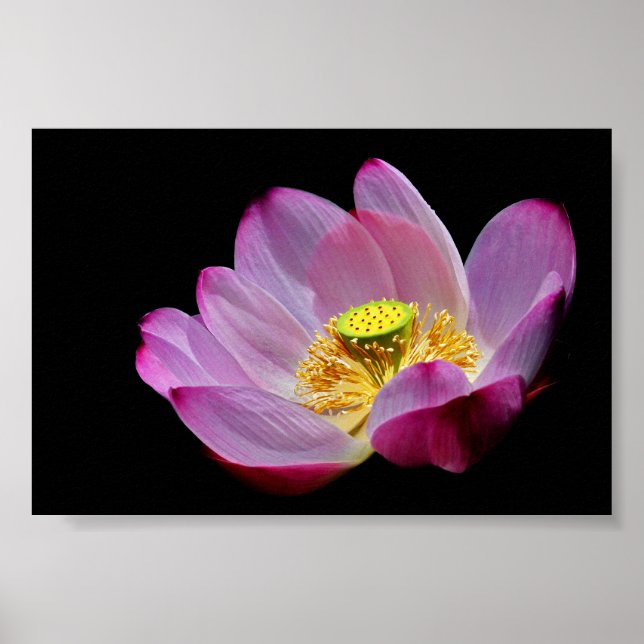 Lotusblume Poster (Framsidan)