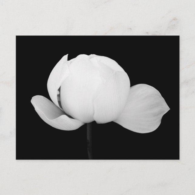 Lotusknopp Vykort (Framsida)