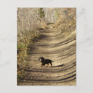 Louie Dachshund Walking på hösten Vykort