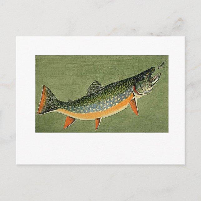 Louis Agassiz Fuertes, brook trout Art Vykort (Framsida)