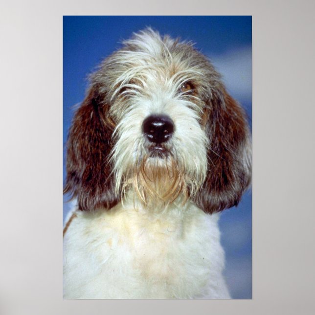 Louis,’"" Petit Basset Griffon de Vendeen Poster (Framsidan)