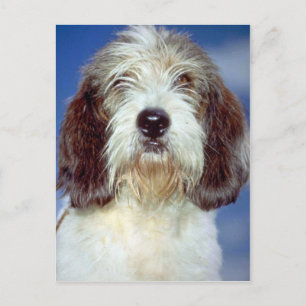 Louis,’"" Petit Basset Griffon de Vendeen Vykort