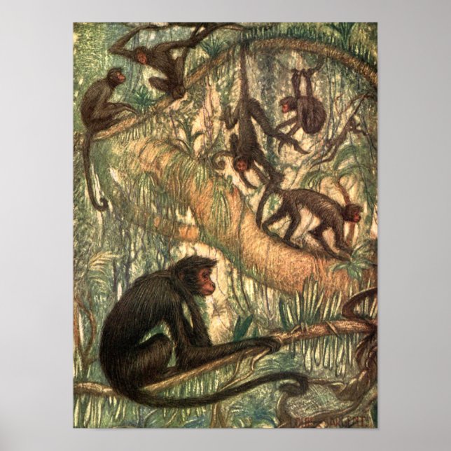 Louis Sargent, Red Faced Spider Monkey Poster (Framsidan)