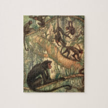 Louis Sargent, Red Faced Spider Monkey