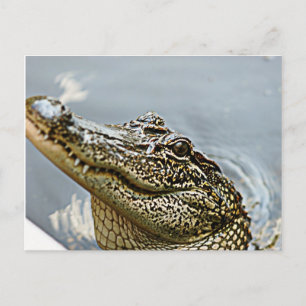 Louisiana Alligator vykort