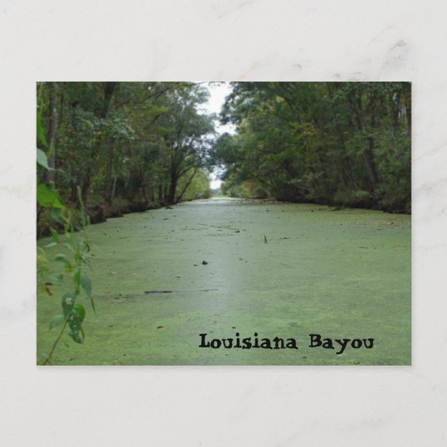 Louisiana Bayou Vykort (Framsida)