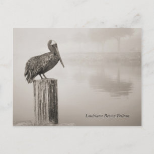 Louisiana Brown Pelican Vykort