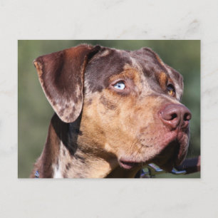 louisiana catahoula leopard dog vykort