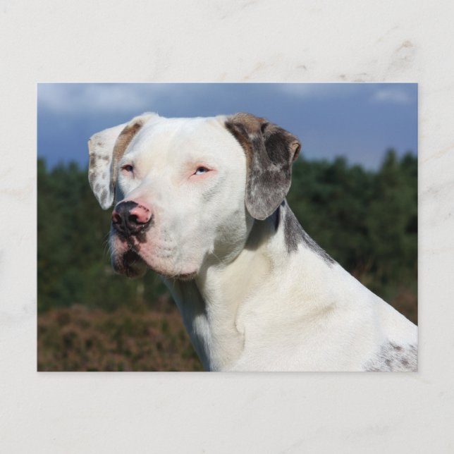 louisiana catahoula leopard hund vykort (Framsida)