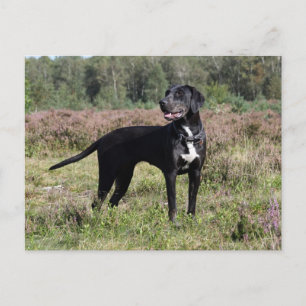louisiana catahoula leopard hund vykort