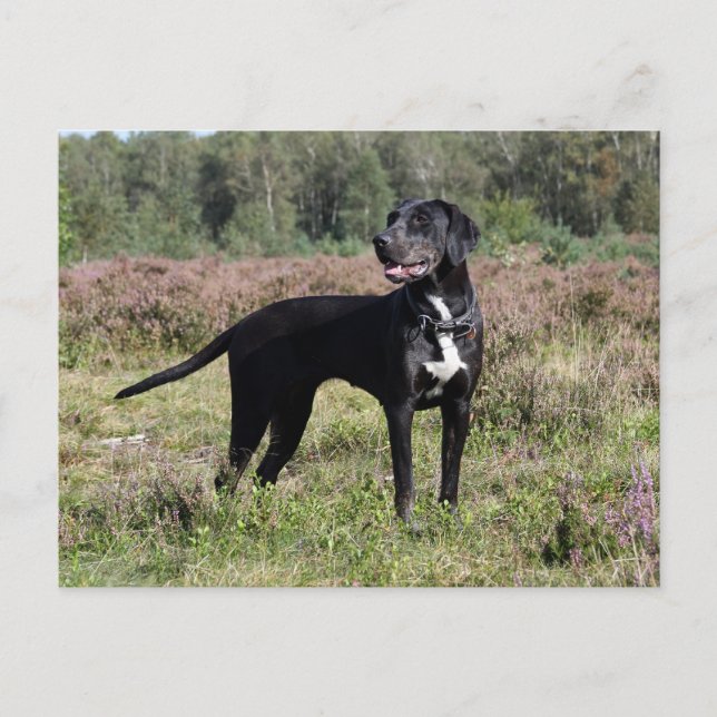louisiana catahoula leopard hund vykort (Framsida)