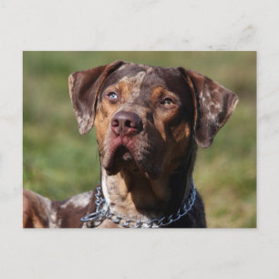 louisiana catahoula leopard hund vykort