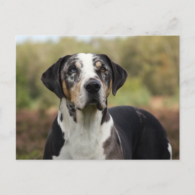 louisiana catahoula leopard hund vykort (Framsida)