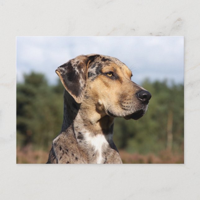 louisiana catahoula leopard hund vykort (Framsida)