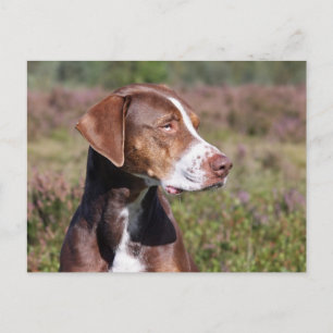 louisiana catahoula leopard hund vykort