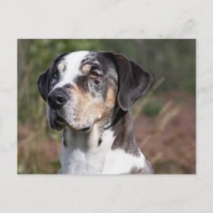 louisiana catahoula leopard hund vykort