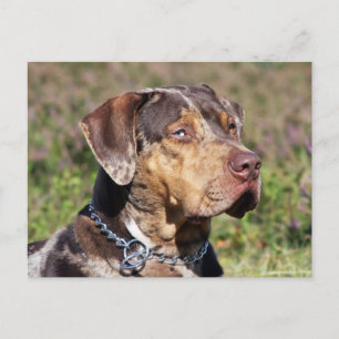 louisiana catahoula leopard hund vykort