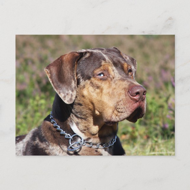 louisiana catahoula leopard hund vykort (Framsida)