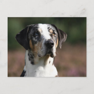 louisiana catahoula leopard hund vykort
