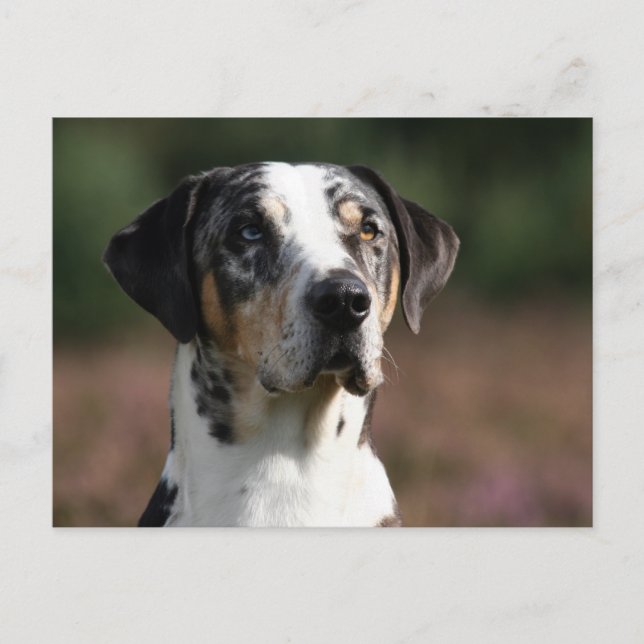 louisiana catahoula leopard hund vykort (Framsida)