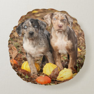 Louisiana Catahoula-valpar med påssjuka Rund Kudde