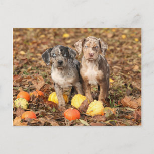 Louisiana Catahoula-valpar med påssjuka Vykort