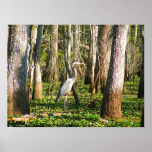 Louisiana fågel i träsk poster