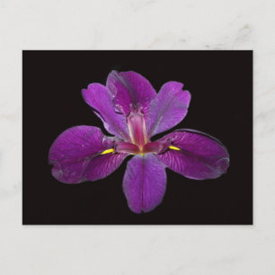 Louisiana Gamecock Iris Flower vycard Vykort