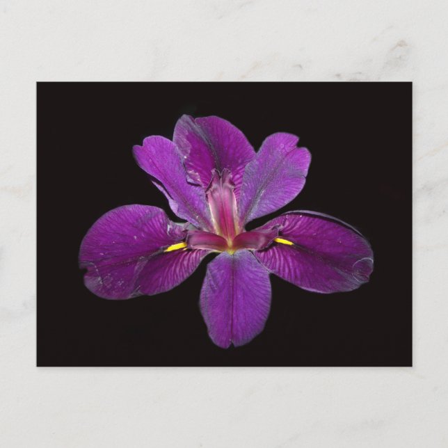 Louisiana Gamecock Iris Flower vycard Vykort (Framsida)