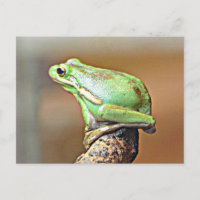 Louisiana grön trädgroda
