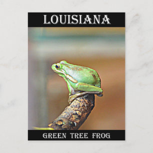 Louisiana Grönt Träd Frog Vykort