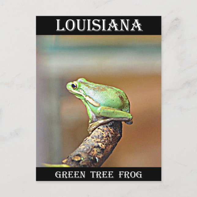 Louisiana Grönt Träd Frog Vykort (Framsida)