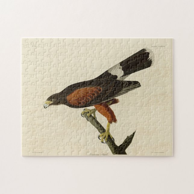 Louisiana (Harris's) Hawk Audubon Birds of America Pussel (Horisontell)