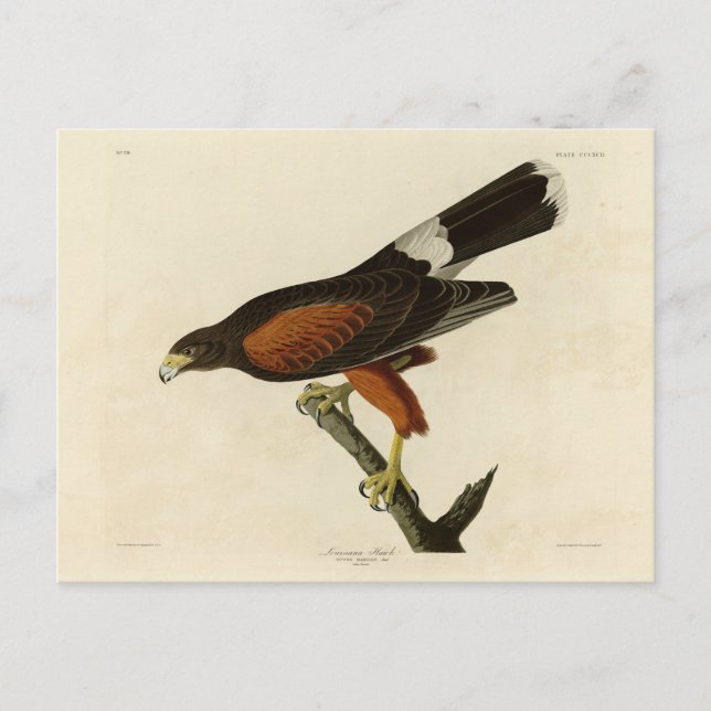 Louisiana (Harris's) Hawk Audubon Birds of America Vykort (Framsida)