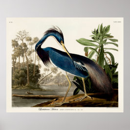 Louisiana Heron, 1834, från amerikanska fåglar Poster