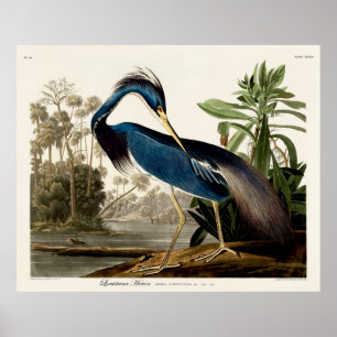 Louisiana Heron, 1834, från amerikanska fåglar Poster